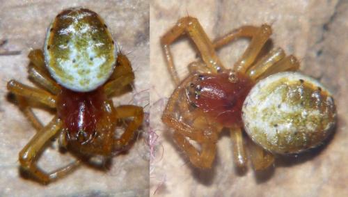 Araniella sp.